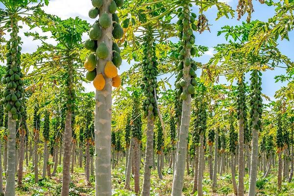 Papaya plantation-Kauai-Hawaii-USA